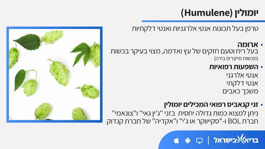 טרפן יומולין (Humulene) כל מה שחשוב לדעת - בריא בישראל