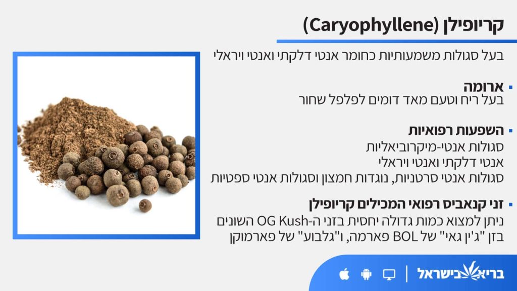 טרפן קריופילן (Caryophyllene) כל מה שחשוב לדעת - בריא בישראל